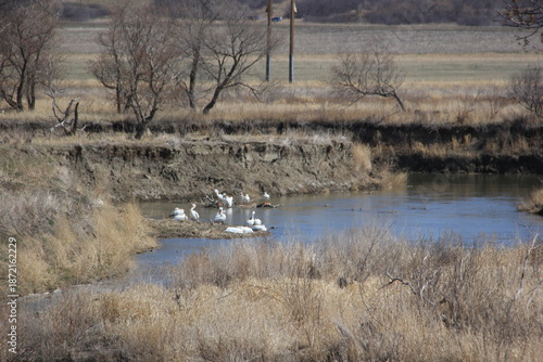 Springtime at the Qu'Appelle River with Pelicans