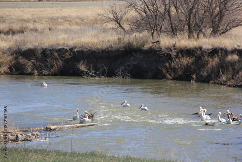 Springtime at the Qu'Appelle River with Pelicans