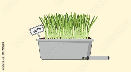 Growing green onion sprouts in a grey plastic tray with a botanical label and a marker pen for indoor gardening and home cultivation concept.