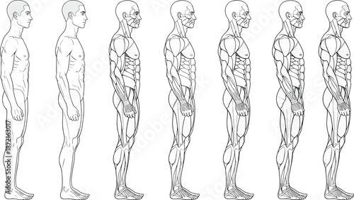 Human body anatomy progression illustration showing male figure side view with skeletal and muscular systems for medical education