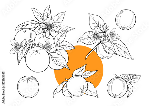 Orange branch set botanical illustration with citrus fruit blossom leaves hand drawn motifs for decoration design, kitchen gardening culinary themes organic ingredient, classic motif vector style.