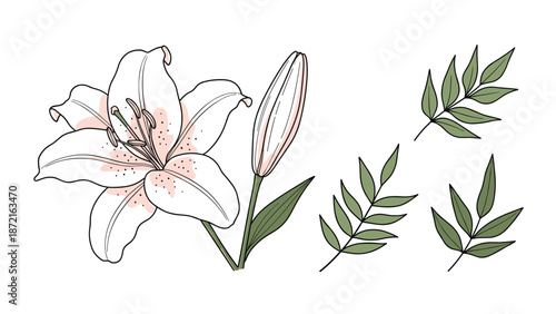 Botanical illustration of a beautiful white lily flower with a closed bud and green leaves isolated on a plain white background.