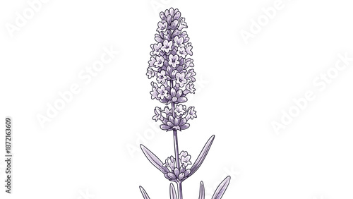 Elegant hand-drawn illustration of a single lavender flower stalk with delicate purple blossoms on a white background.