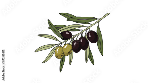 Classic hand-drawn olive branch featuring a mix of ripe black and green olives with long slender leaves on white background.