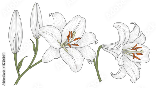Elegant illustration of a bunch of white lilies in various stages of bloom with long green stems on a white background.