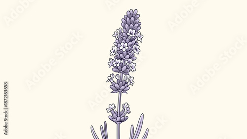 Delicate illustration of a single lavender flower stalk with purple blossoms centered on a vintage cream background.