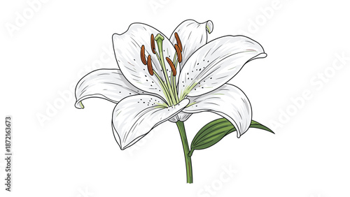 Beautiful hand-drawn illustration of a single white lily flower with detailed petals and a green leaf on a white background.