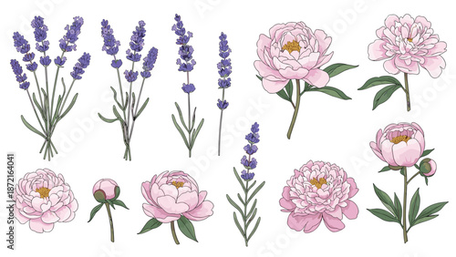 Set of pink peony flowers and lavender sprigs in hand drawn artistic style isolated on white background.