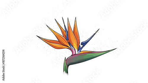 Exotic bird of paradise flower botanical illustration in hand drawn vintage style on white background.