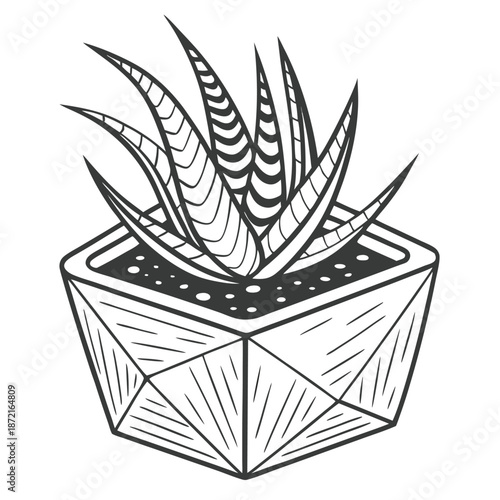 Handdrawn sketch shows a succulent plant inside of a geometric pot with linear details