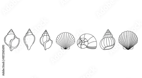 Collection of various shell illustrations