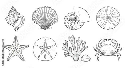 Collection of marine life illustrations