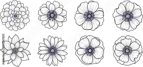 Set of eight black and white line drawn flowers, botanical illustrations, floral designs