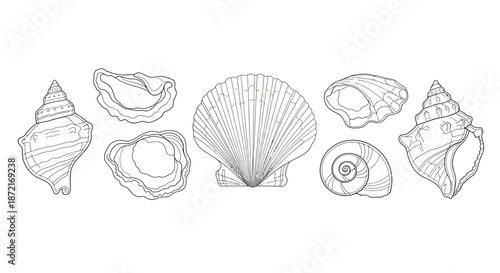 Collection of various shells