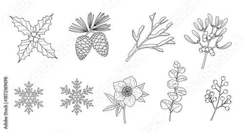 Winter botanical illustrations