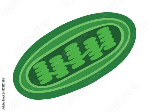 Hand Drawn Chloroplast Cell Anatomy
