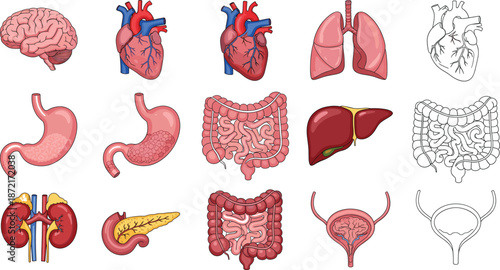 Human internal organs illustration set showing brain, heart, lungs, digestive system, kidneys, liver, pancreas, and bladder