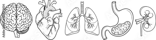 Hand drawn human internal organs anatomy illustration set featuring brain, heart, lungs, stomach, and kidney line art