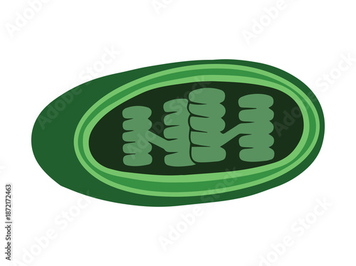 Structure Chloroplast Cell Anatomy Illustration
