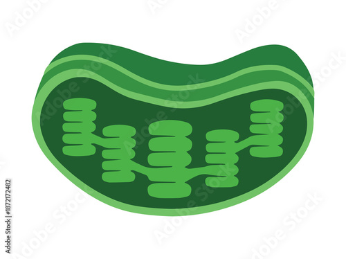 Structure Chloroplast Cell Anatomy Illustration

