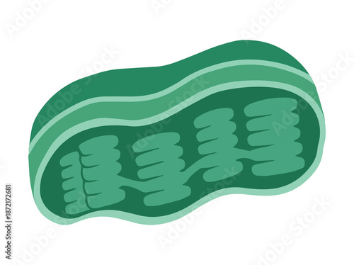 Chloroplast Cell Anatomy Clip Art
