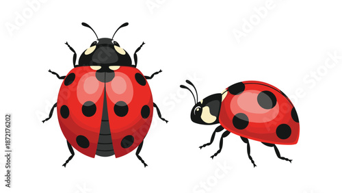 Realistic illustration of two ladybugs with red shells and black spots shown from both top and side perspectives.