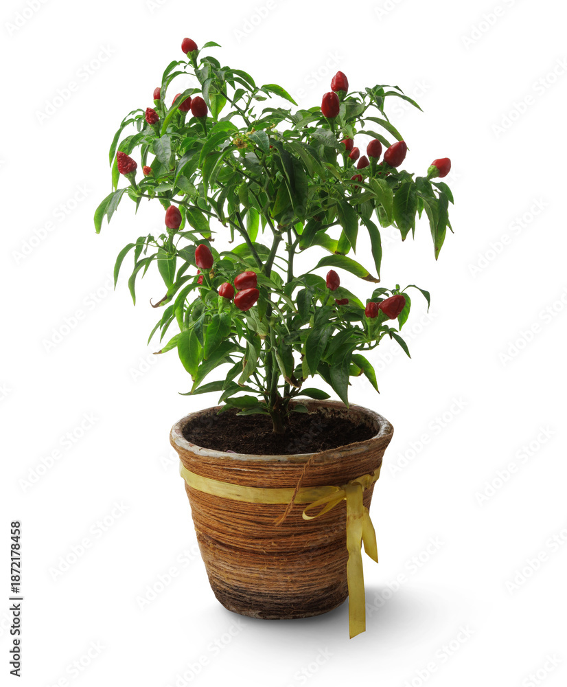 Fototapeta premium Hot red pepper in a pot isolated on transparent background