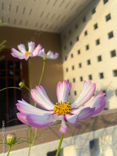 pink and white flowers