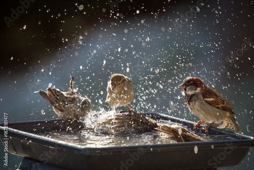 a group of sparrows bathing in a bird bath at a sunny winter day
