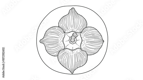 Detailed top view illustration of a mangosteen fruit showing its characteristic sepals in a classic black and white engraving style.