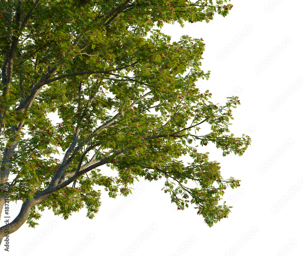 Fototapeta premium Sorbus aucuparia tree corner view, cutout, transparent background isolate, Lush green tree canopy, vibrant foliage, natural beauty, forest landscape, nature close-up
