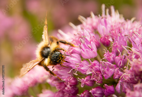 pollinating bee on a pink flower in a summer environment macro photo