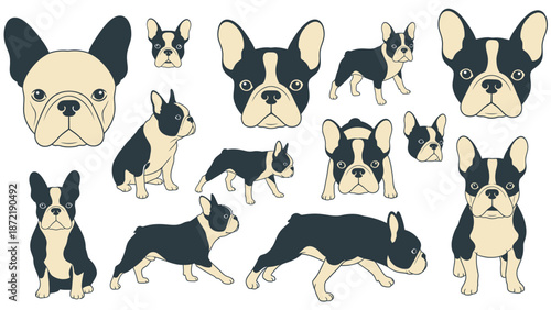 Collection of various French Bulldog illustrations in different poses and headshots, featuring their distinctive black and white markings.