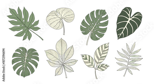 Collection of different tropical and deciduous green leaves in various shapes and patterns, including monstera and palm, on a white background.