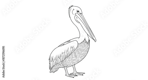 Detailed black and white line drawing of a large pelican bird standing tall with its long beak and feathers rendered in a classic style.
