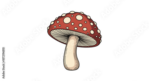 Detailed hand drawn illustration of a red amanita muscaria mushroom with white spots and a cream colored stem on a plain white background.