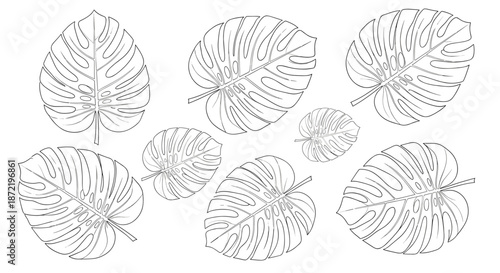 Elegant botanical pattern of various sized monstera deliciosa leaves drawn with fine black outlines on a plain white background.