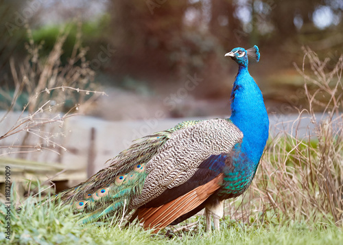 A majestic peacock stands gracefully in natural surroundings, showcasing its stunning blue plumage and elegant form amidst green grass and subtle light.