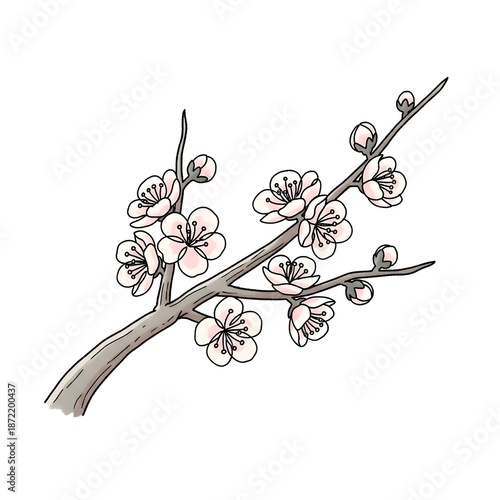Illustration of a delicate branch adorned with white blossoms and buds, symbolizing the arrival of spring and natural beauty.