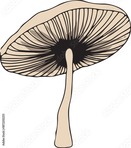Detailed illustration of a mushroom with a long stem and gills