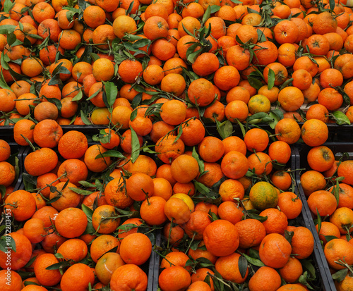 Chivasso, Piedmont, Italy - November 15, 2025: Clementines (or tangors) for sale at the food market.