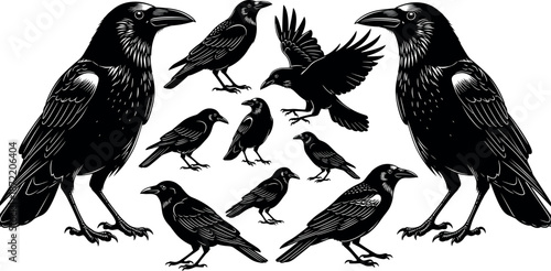 Black Crow and Raven Vector Illustration Set Featuring Majestic Corvid Birds in Various Flying Perching and Standing Gothic Silhouette Poses