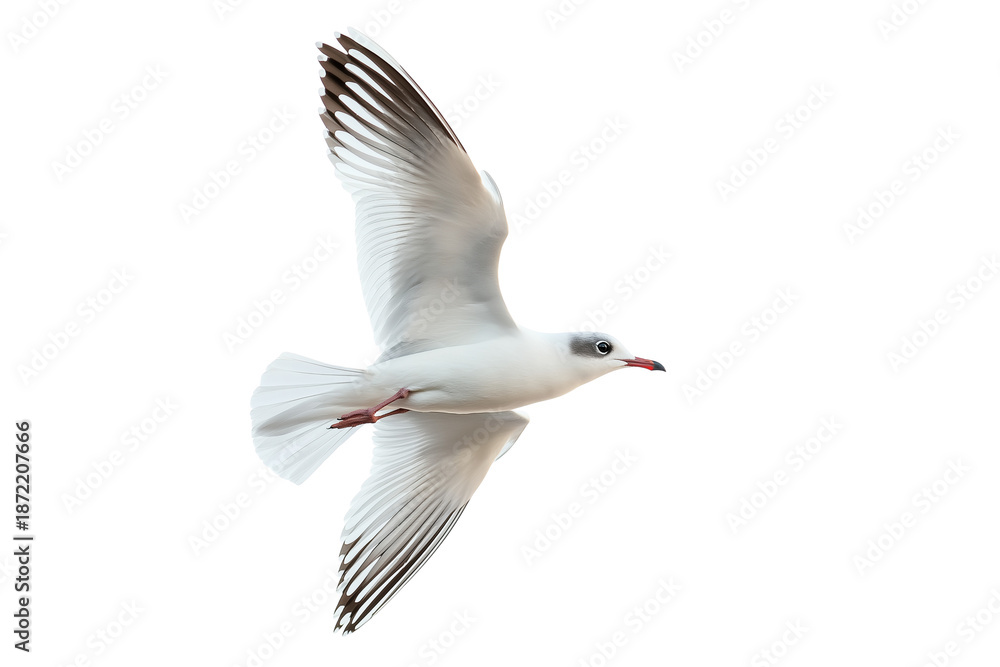 Obraz premium Slender-billed Gull Flying Isolated on White Background