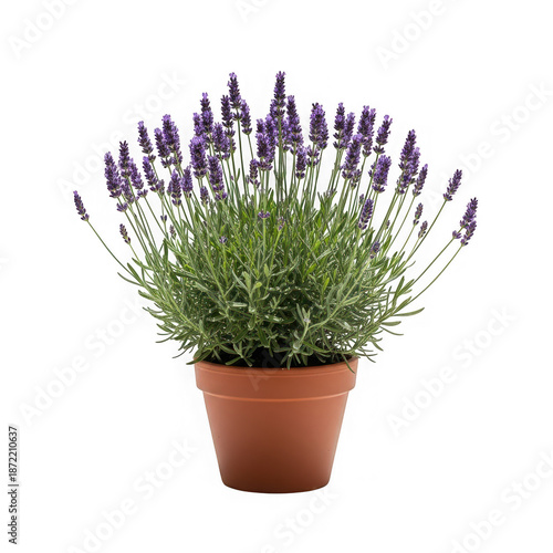 Potted lavender plant with purple blooms isolated on transparent background