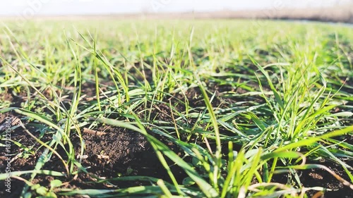Close-up view of green grass growing in soil under bright sunlight. The scene captures the freshness of nature and agricultural growth.