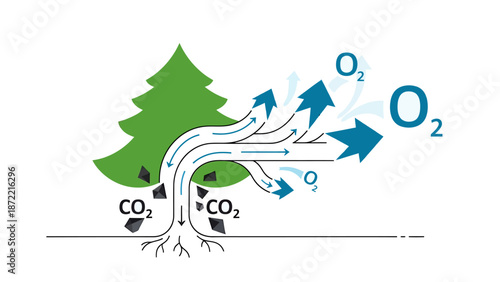 photosynthesis process in trees illustrating carbon dioxide absorption and oxygen release vital for environmental health and climate change education