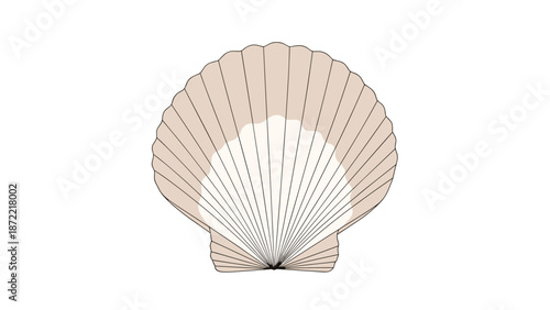 Detailed illustration of a large fan shaped scallop shell with its characteristic ridges is shown in beige and white tones on a white background.