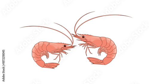 Two fresh pink shrimp are illustrated facing each other with their long antennae and detailed shells against a clean and simple white background.