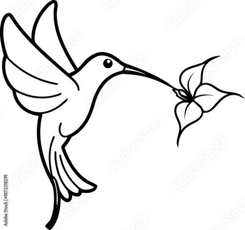 hummingbird flying taken the nectar from the flower  vector on white background 