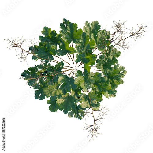 Heuchera micrantha tree plan, top view, cutout, isolate 4k PNG, Close-up of vibrant green foliage, detailed leaf texture, nature macro, botanical illustration, springtime